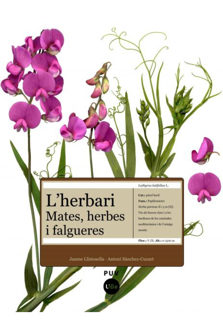 L'herbari. Mates, herbes i falgueres