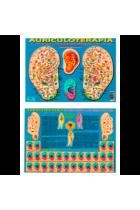 Auriculoterapia (lámina)