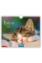 Notizkalender Katzen 2020 Wandkalender Postkartenformat