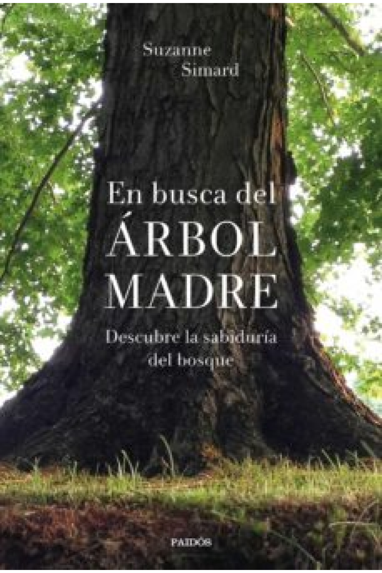 En busca del Árbol Madre. Descubre la sabiduría del bosque