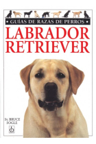 Labrador retriever.