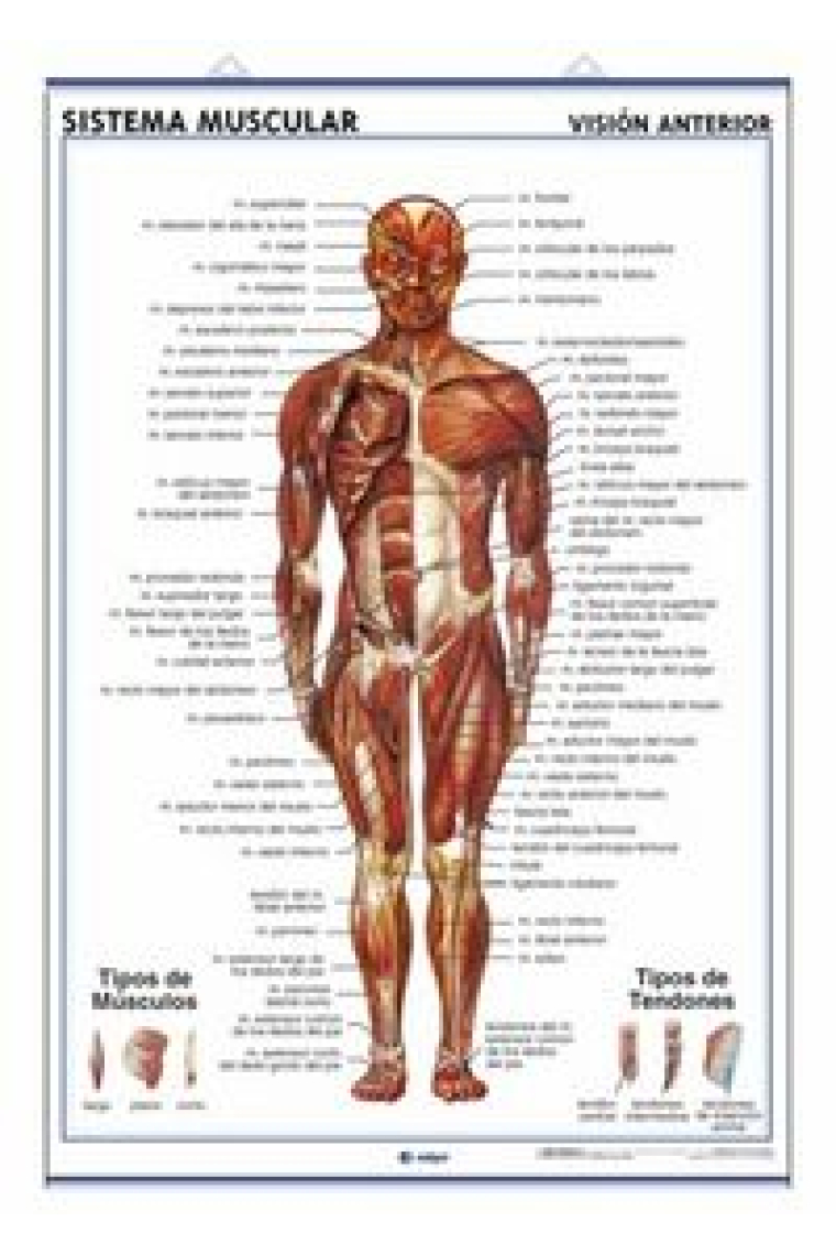 Lámina sistema muscular, visión ventral y dorsal