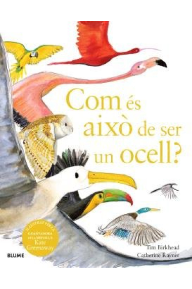 Com és això de ser un ocell?