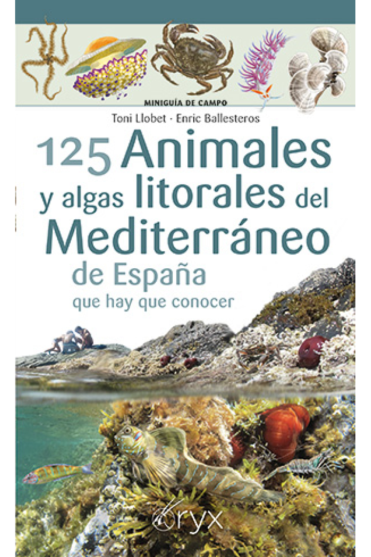 125 Animales y algas litorales del Mediterráneo de España que hay que conocer