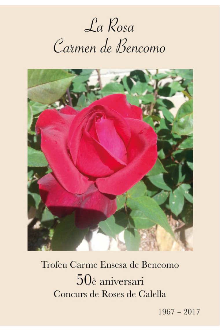 La rosa Carmen de Bencomo