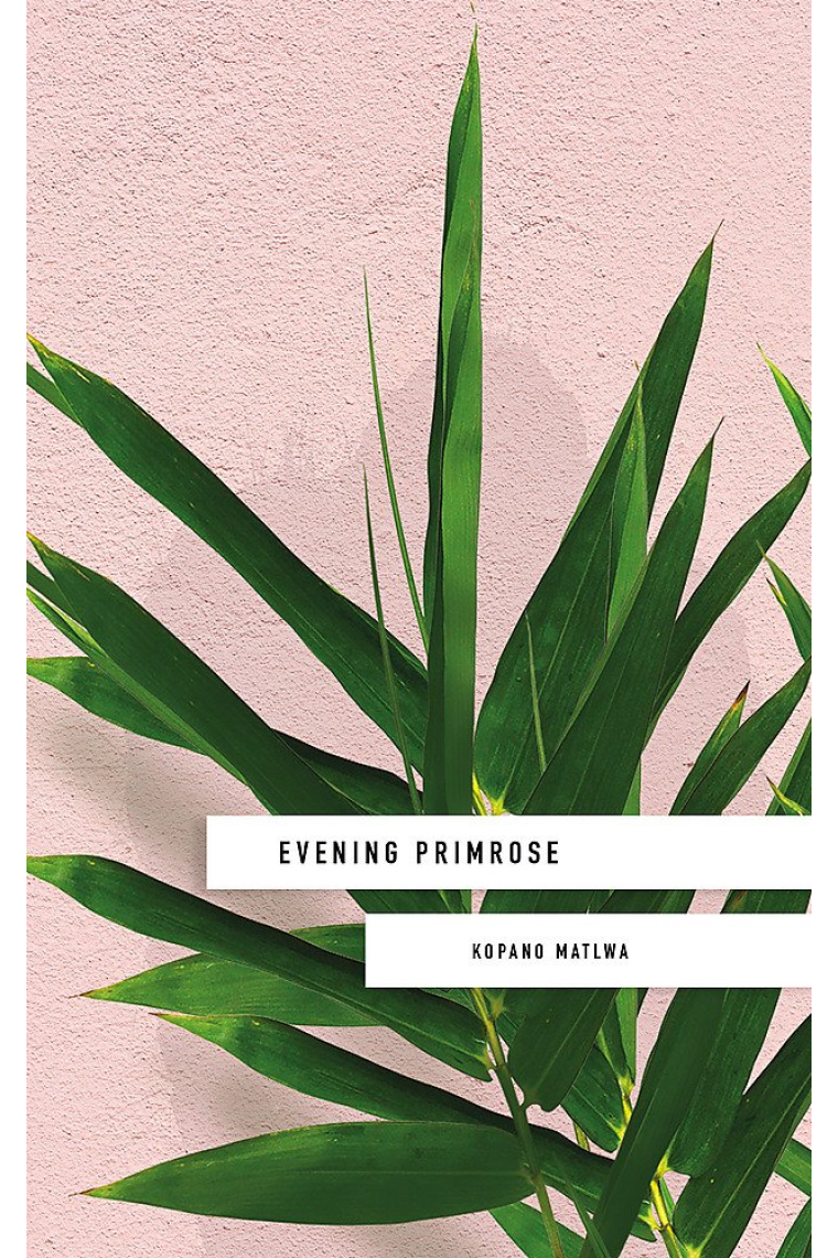 Evening Primrose: a heart-wrenching novel for our times