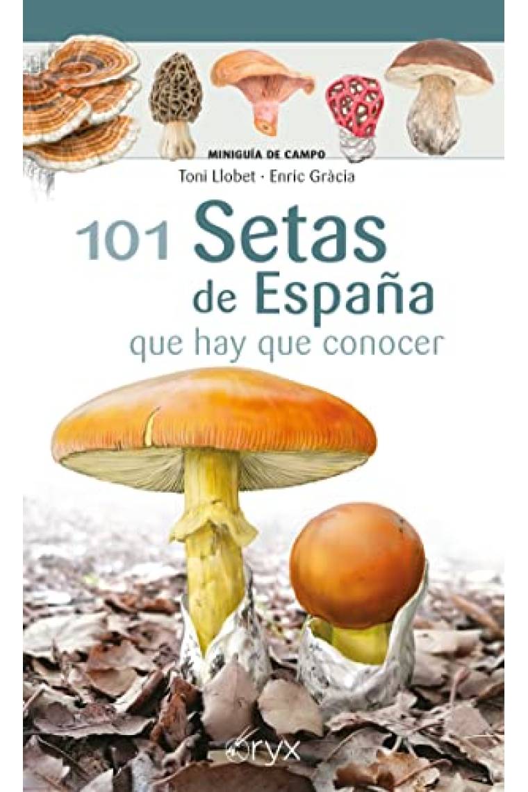 101 Setas de España que hay que conocer