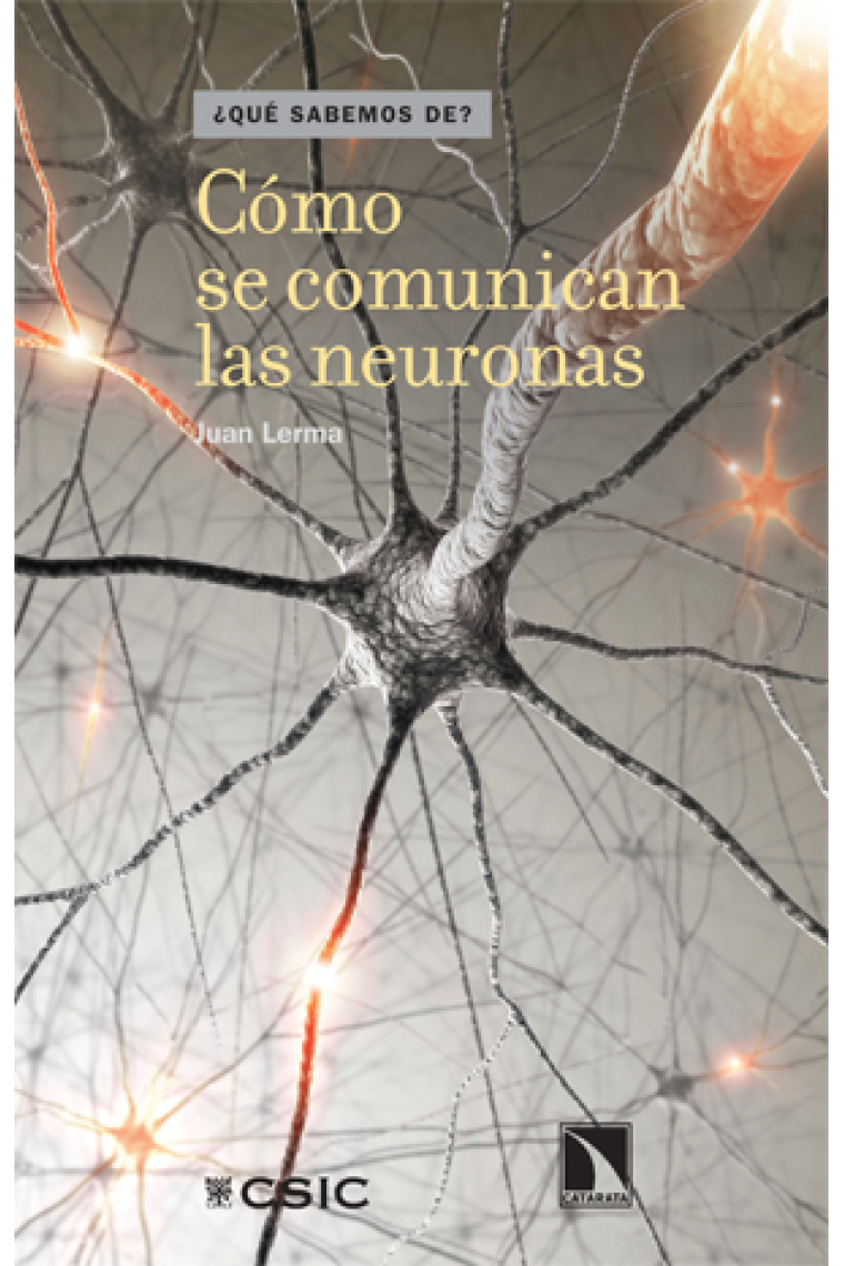 Como se comunican las neuronas