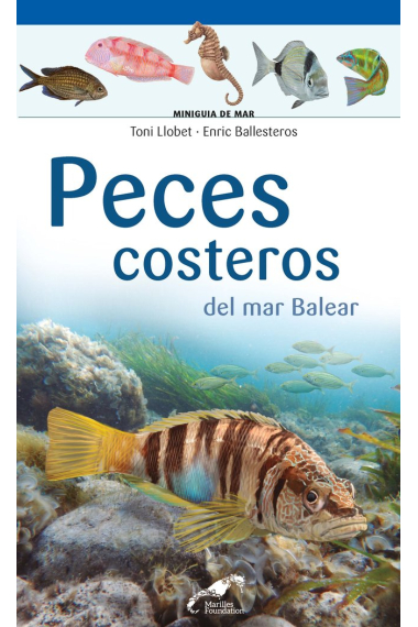 Peces costeros del mar Balear