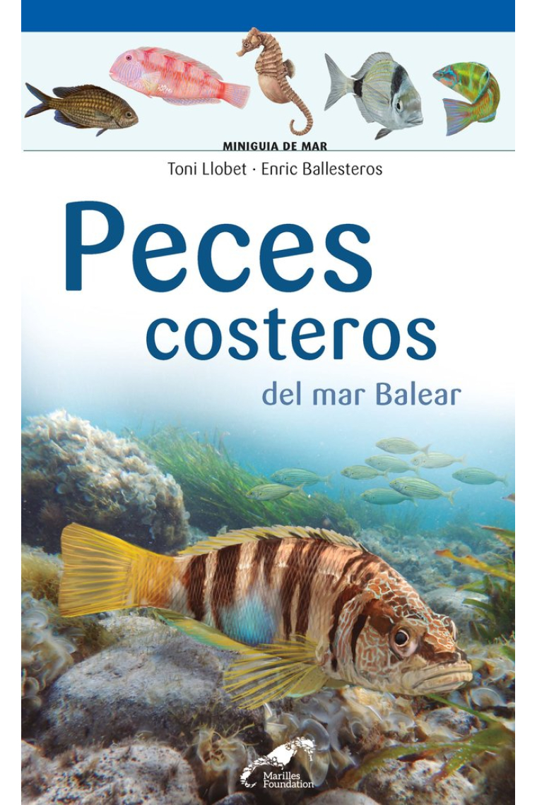 Peces costeros del mar Balear