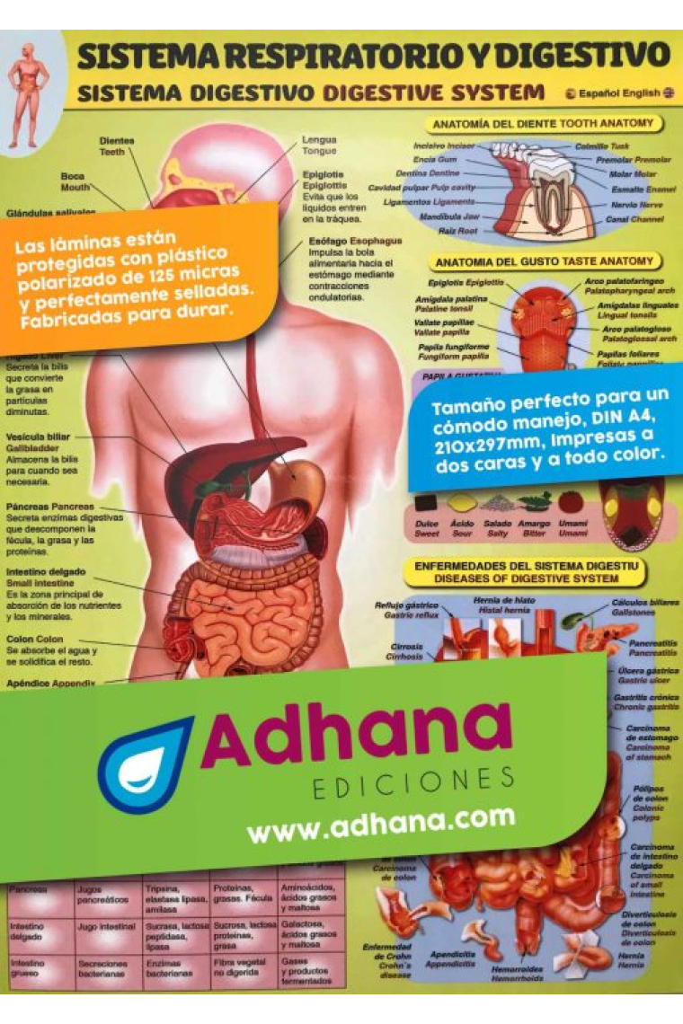 Sistema respiratorio y digestivo (lámina)