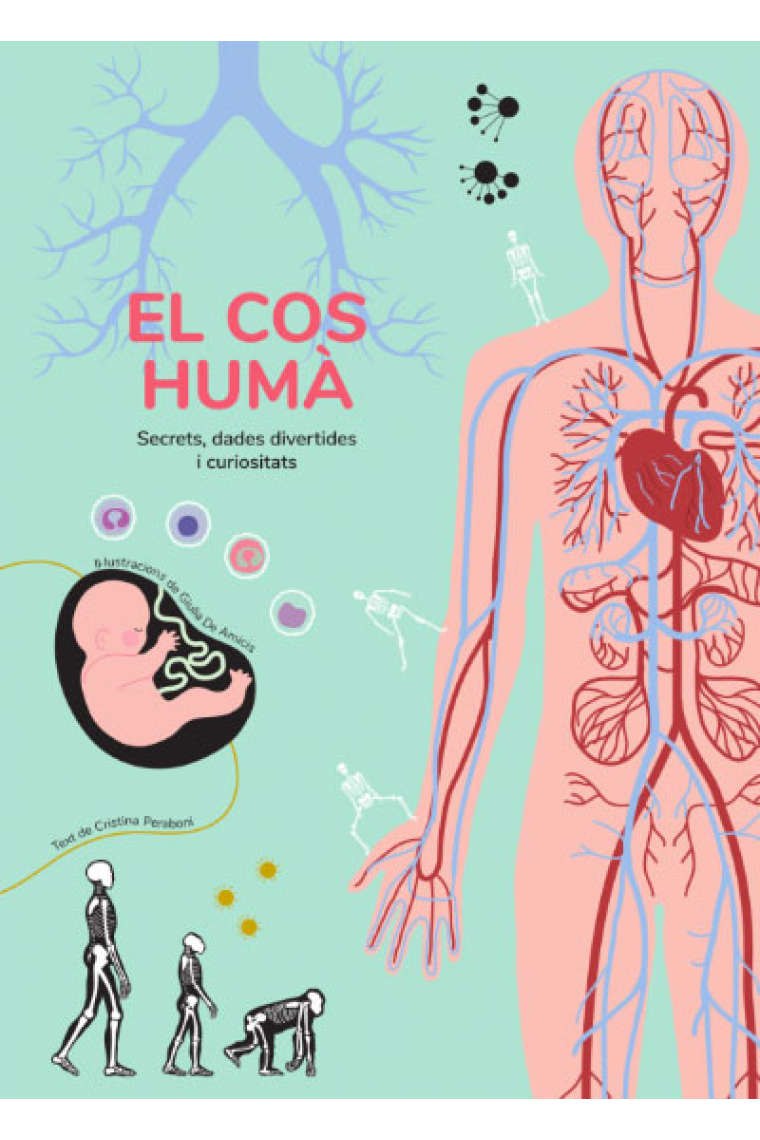 El cos humà (secrets, dades divertides i curiositats)