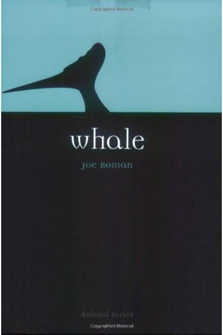 Whale (Animal Series)