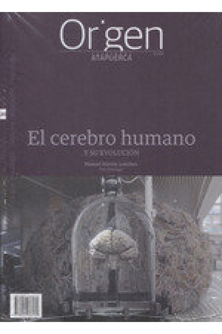 EL CEREBRO HUMANO