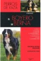 El boyero de berna .Perros de raza