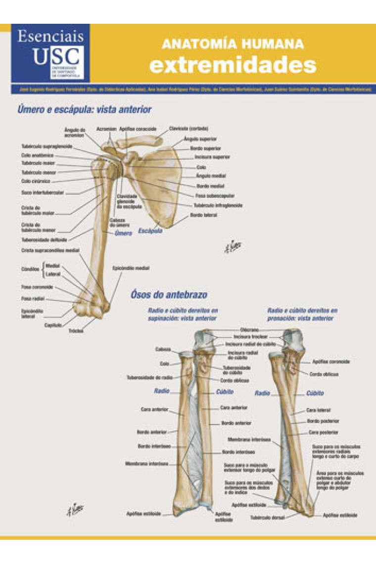 Anatomía humana