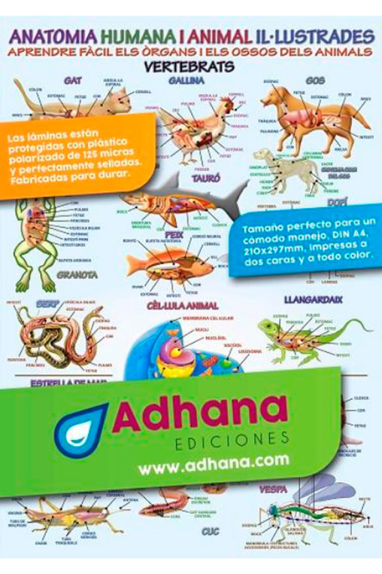 Anatomia humana i animal il·lustrada (làmina)