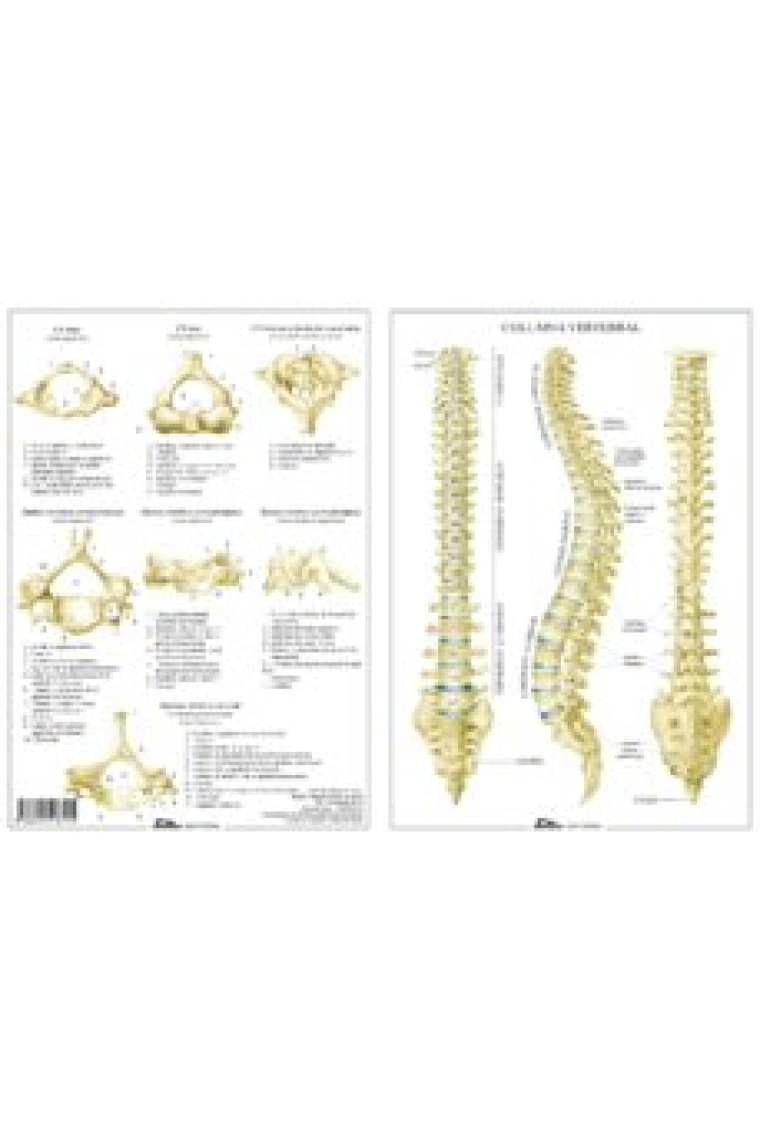 Columna vertebral (Lámina)