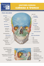 Anatomía humana