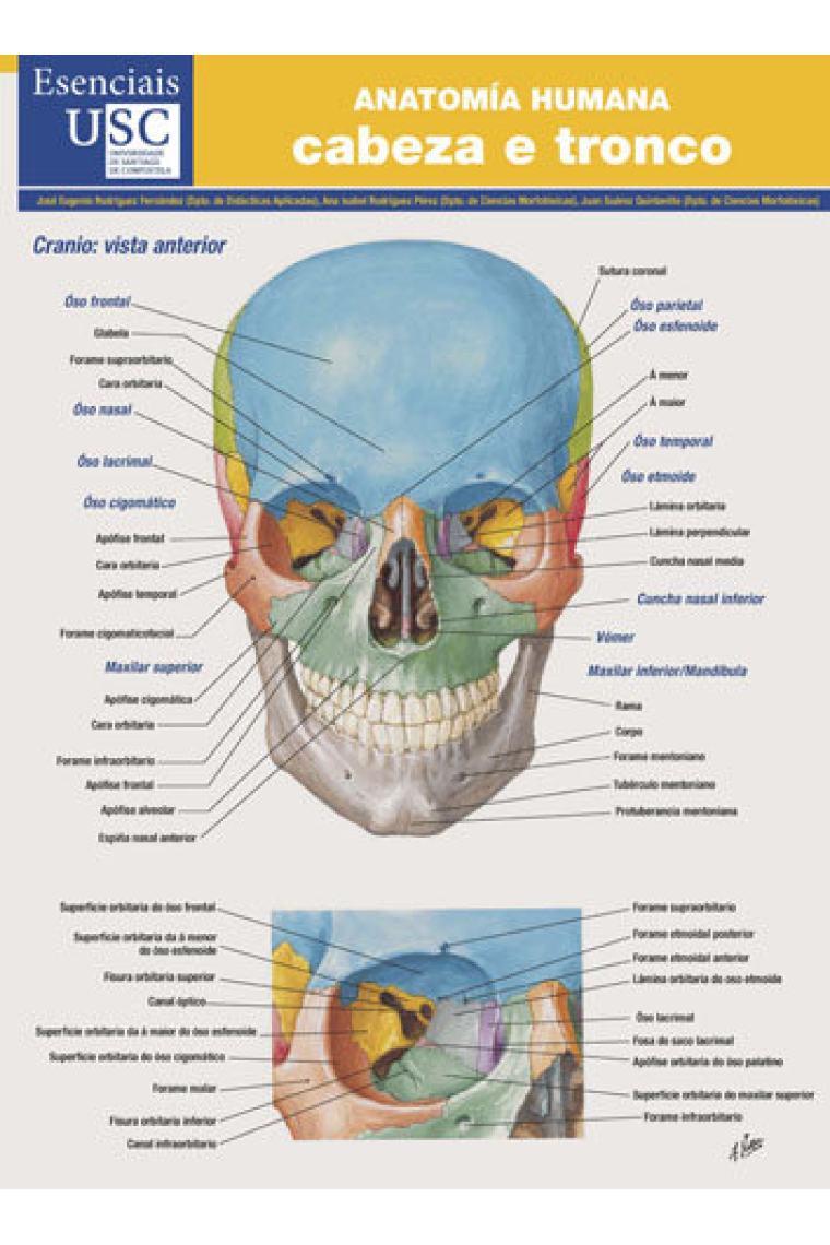 Anatomía humana