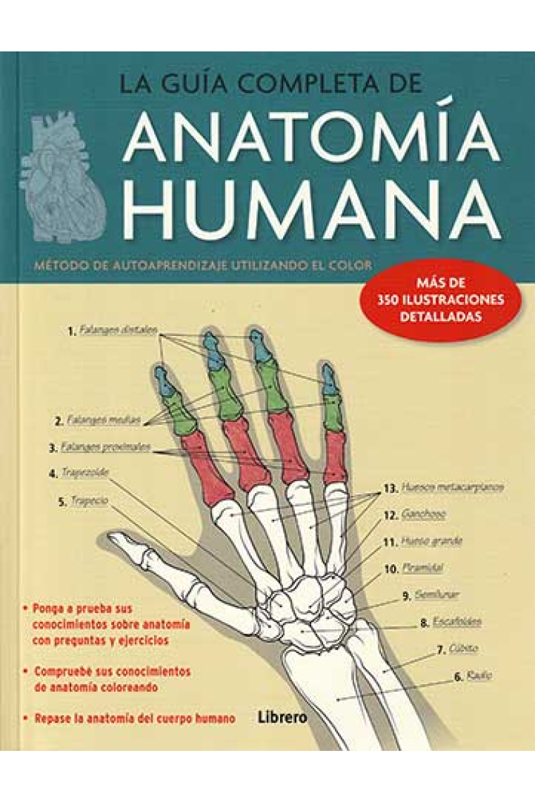 La guía completa de anatomía humana