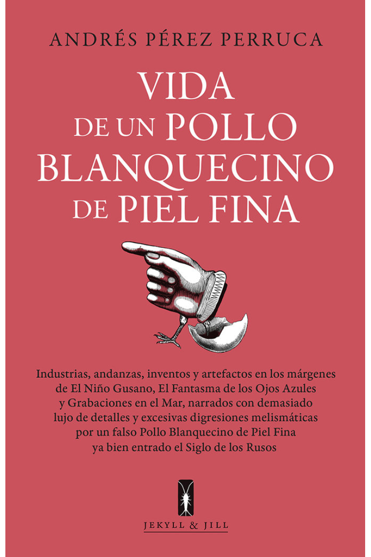 Vida de un pollo blanquecino de piel fina