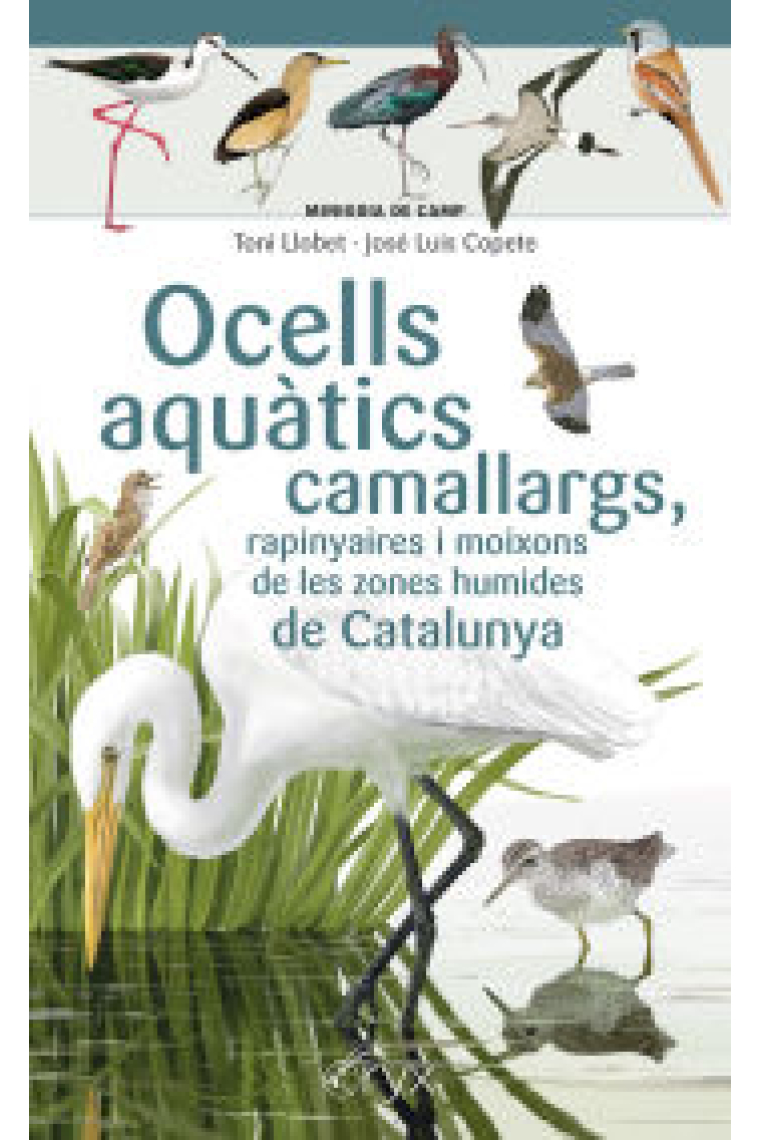 Ocells aquàtics camallargs, rapinyaires i moixons de les zones humides