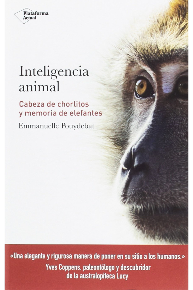 Inteligencia animal. Cabeza de chorlitos y memoria de elefantes