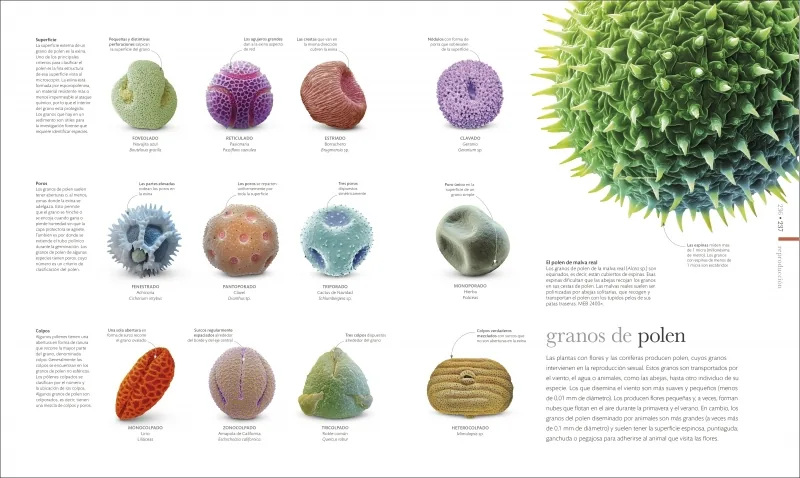 Vida microscópica (La guía visual definitiva)