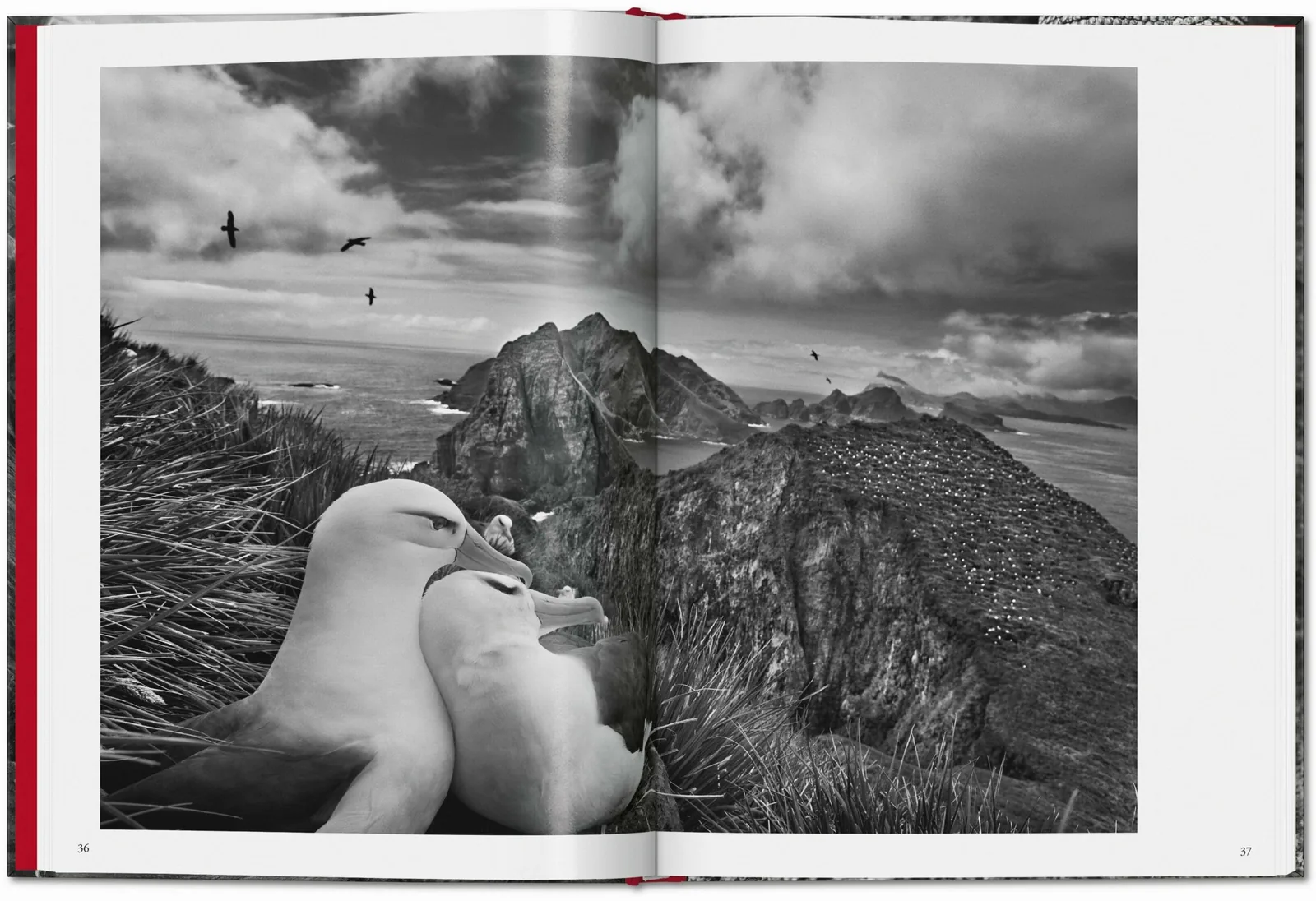 Sebastião Salgado