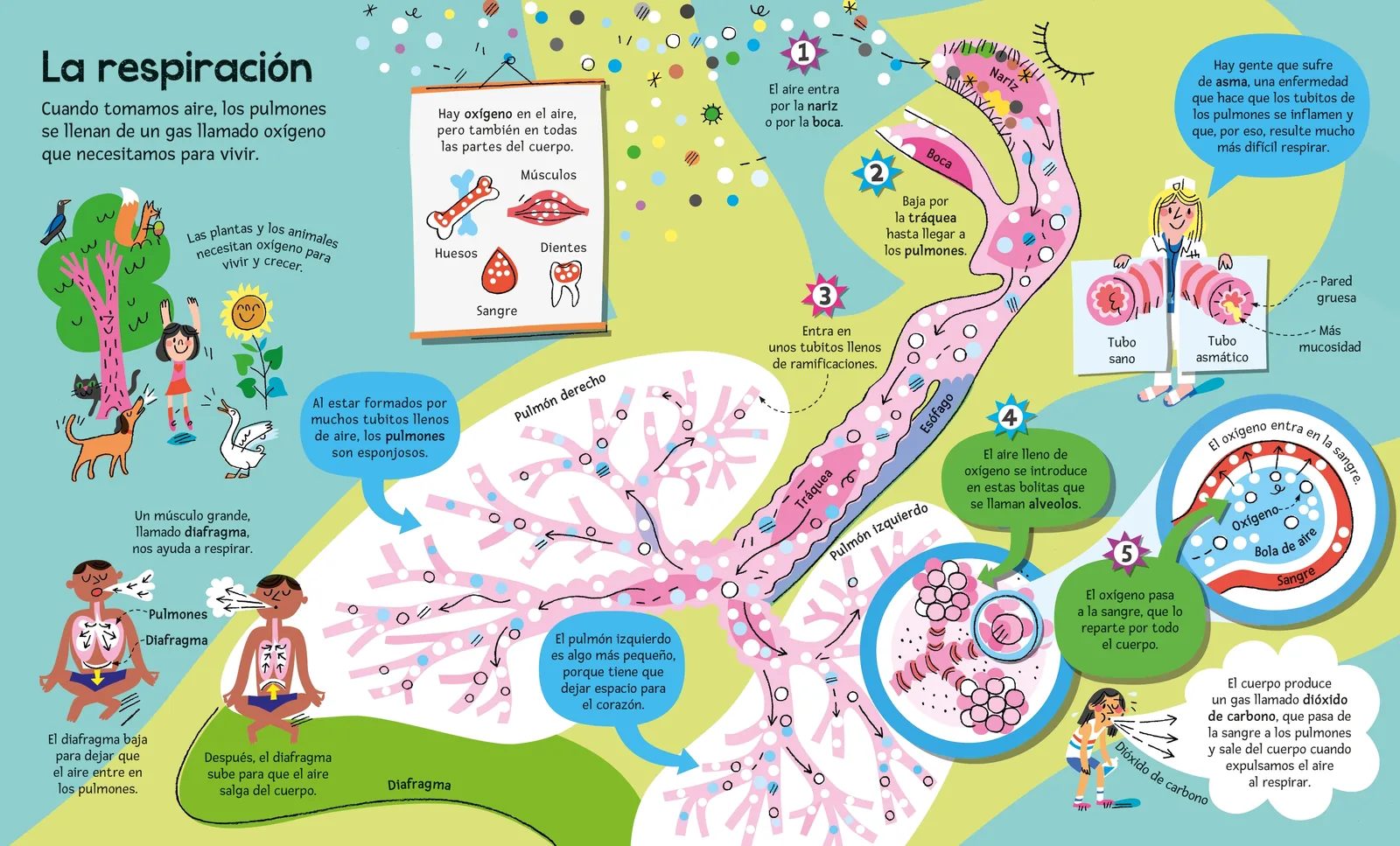 El gran libro del cuerpo humano