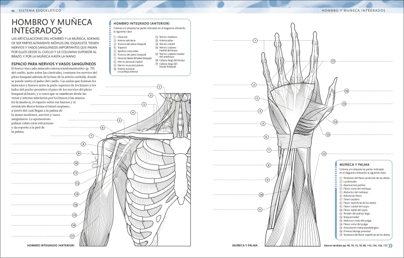 Atlas de anatomía para colorear
