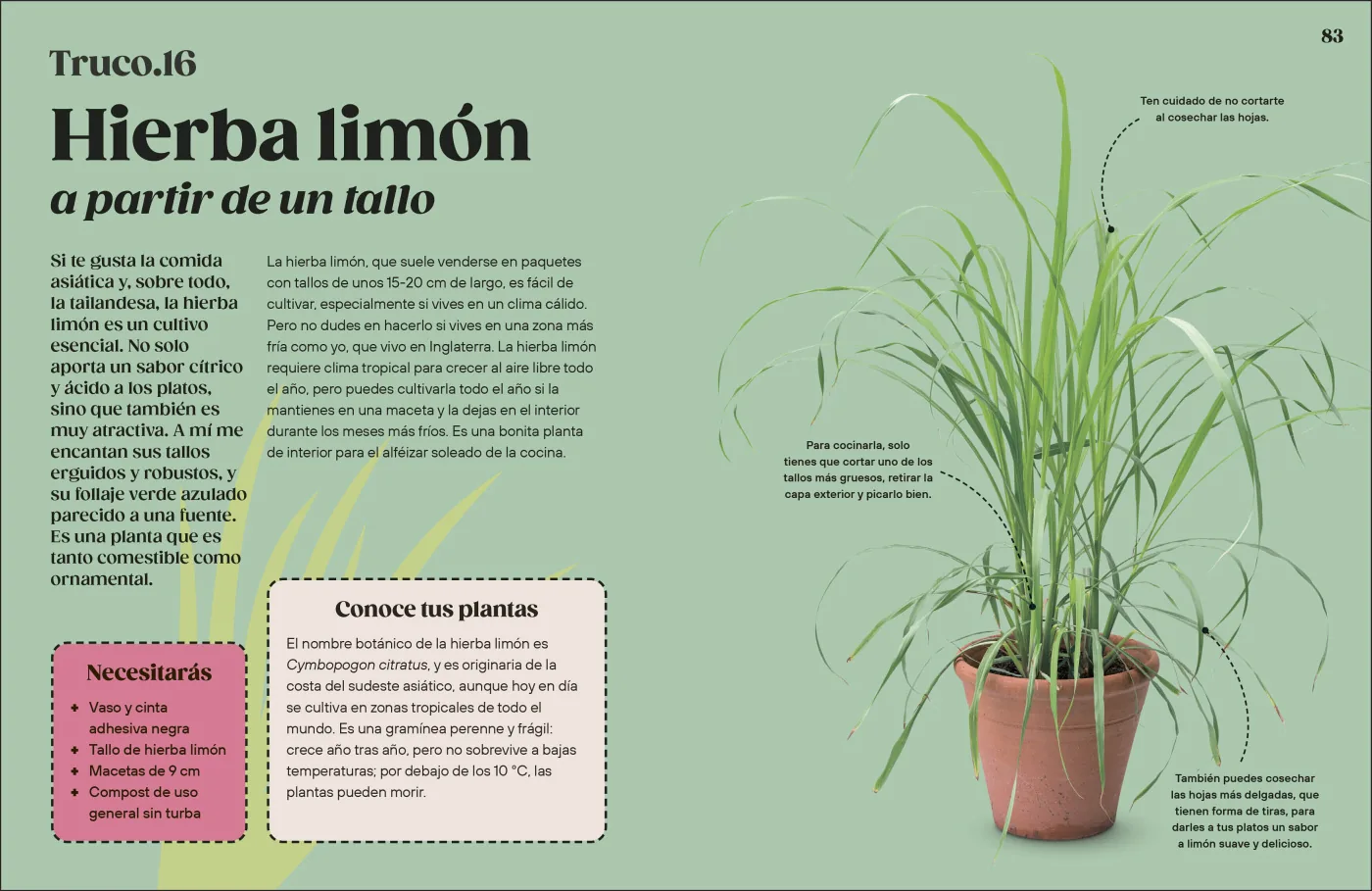 Cómo cultivar sin huerto