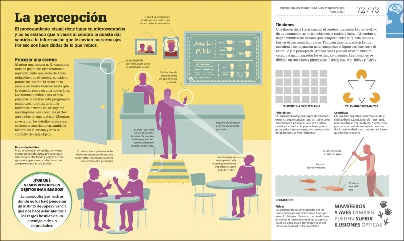 Cómo funciona el cerebro