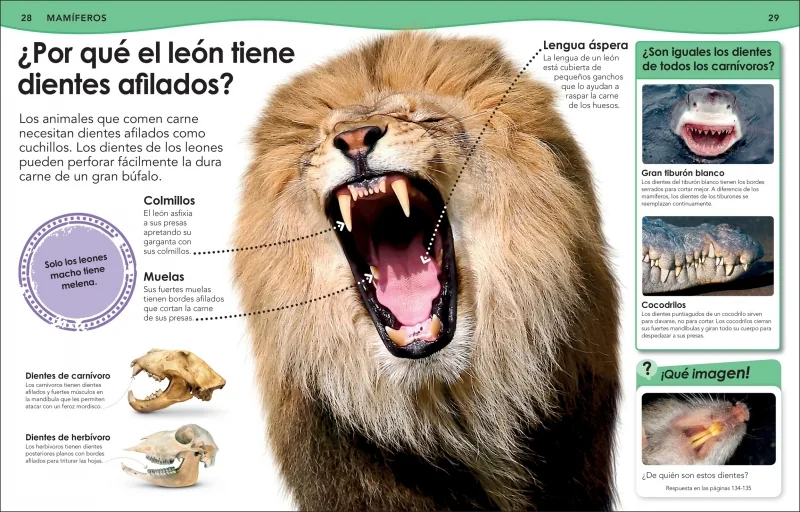 ¿Sabías qué? Animales