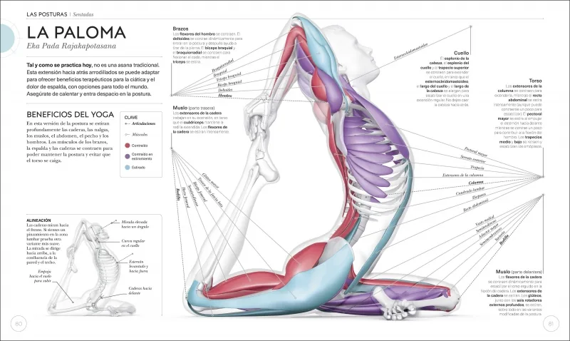 Anatomía del yoga