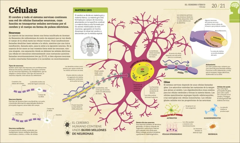 Cómo funciona el cerebro
