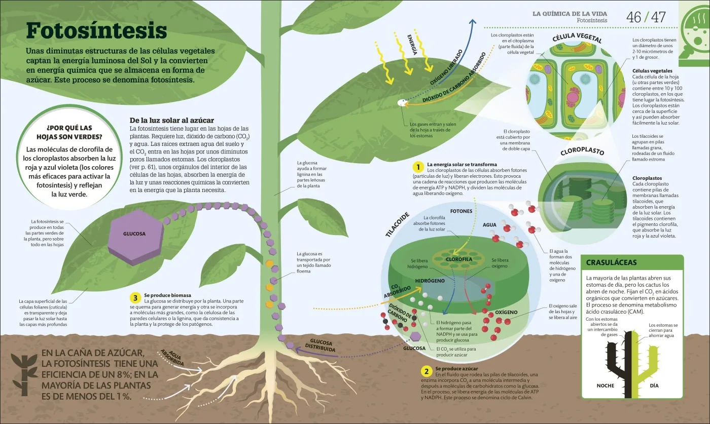 Cómo funciona la biología