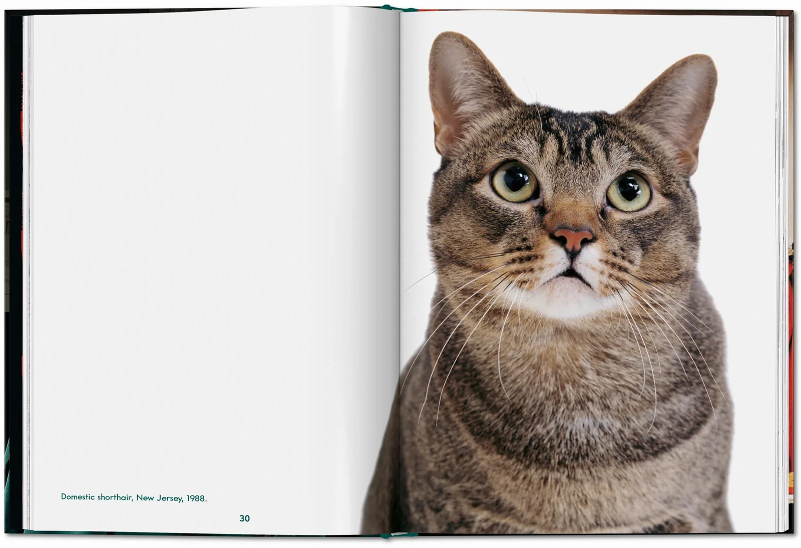 Walter Chandoha