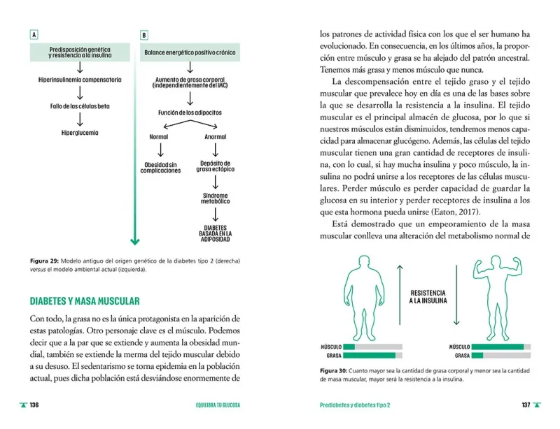 Equilibra tu glucosa