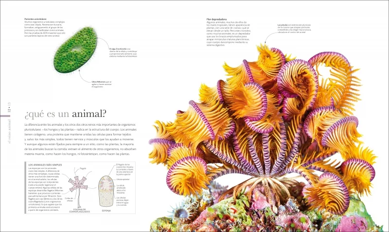 Fauna (nueva edición)