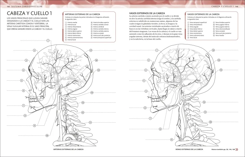 Atlas de anatomía para colorear