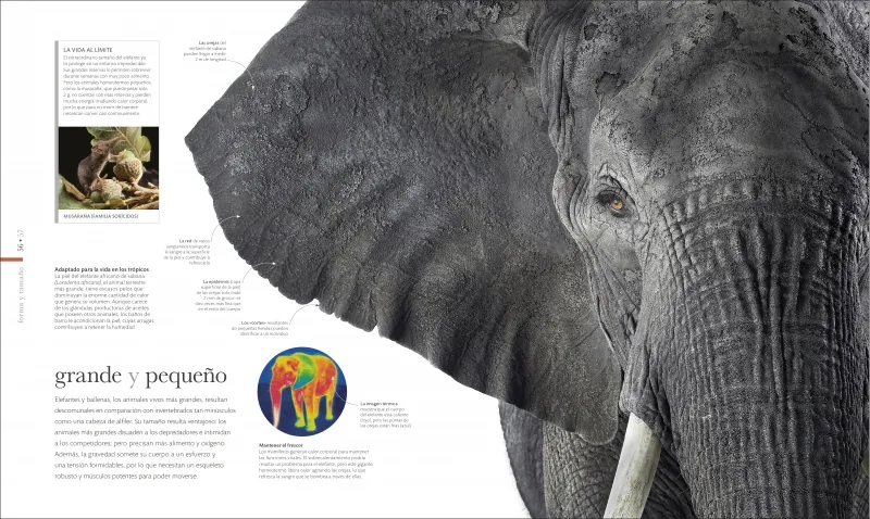 Fauna (nueva edición)