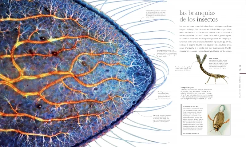 Vida microscópica (La guía visual definitiva)