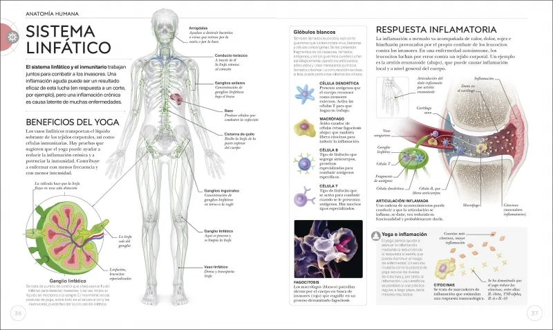 Anatomía del yoga