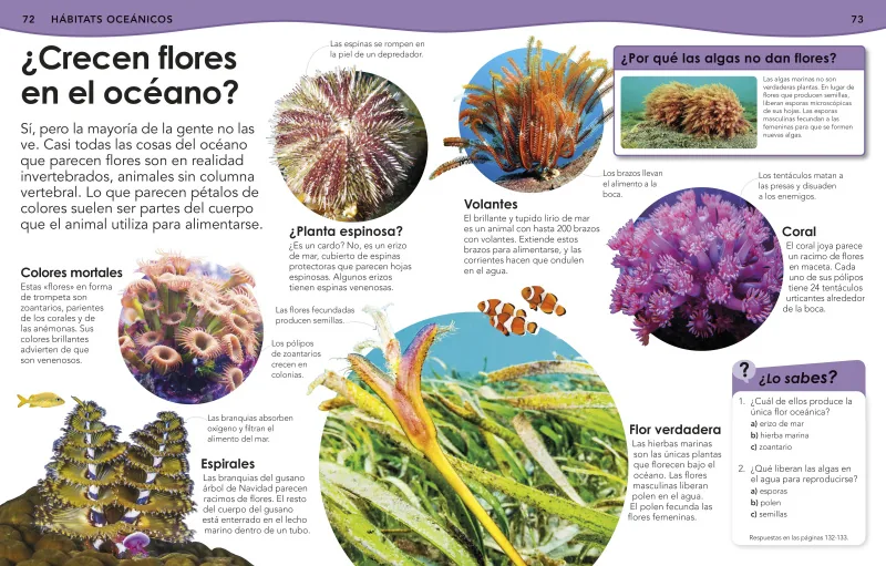 ¿Sabías qué? Océanos