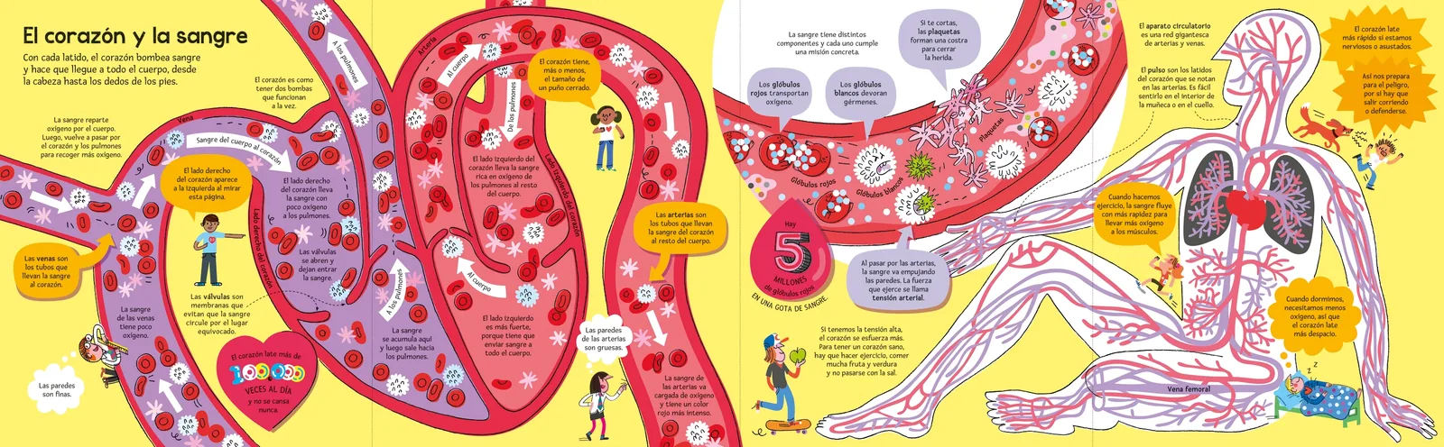 El gran libro del cuerpo humano