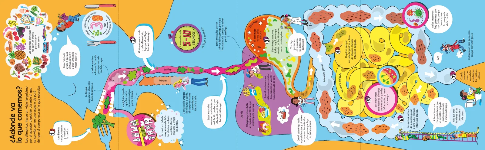 El gran libro del cuerpo humano