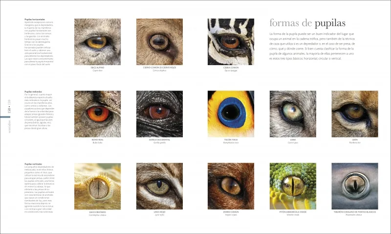 Fauna (nueva edición)
