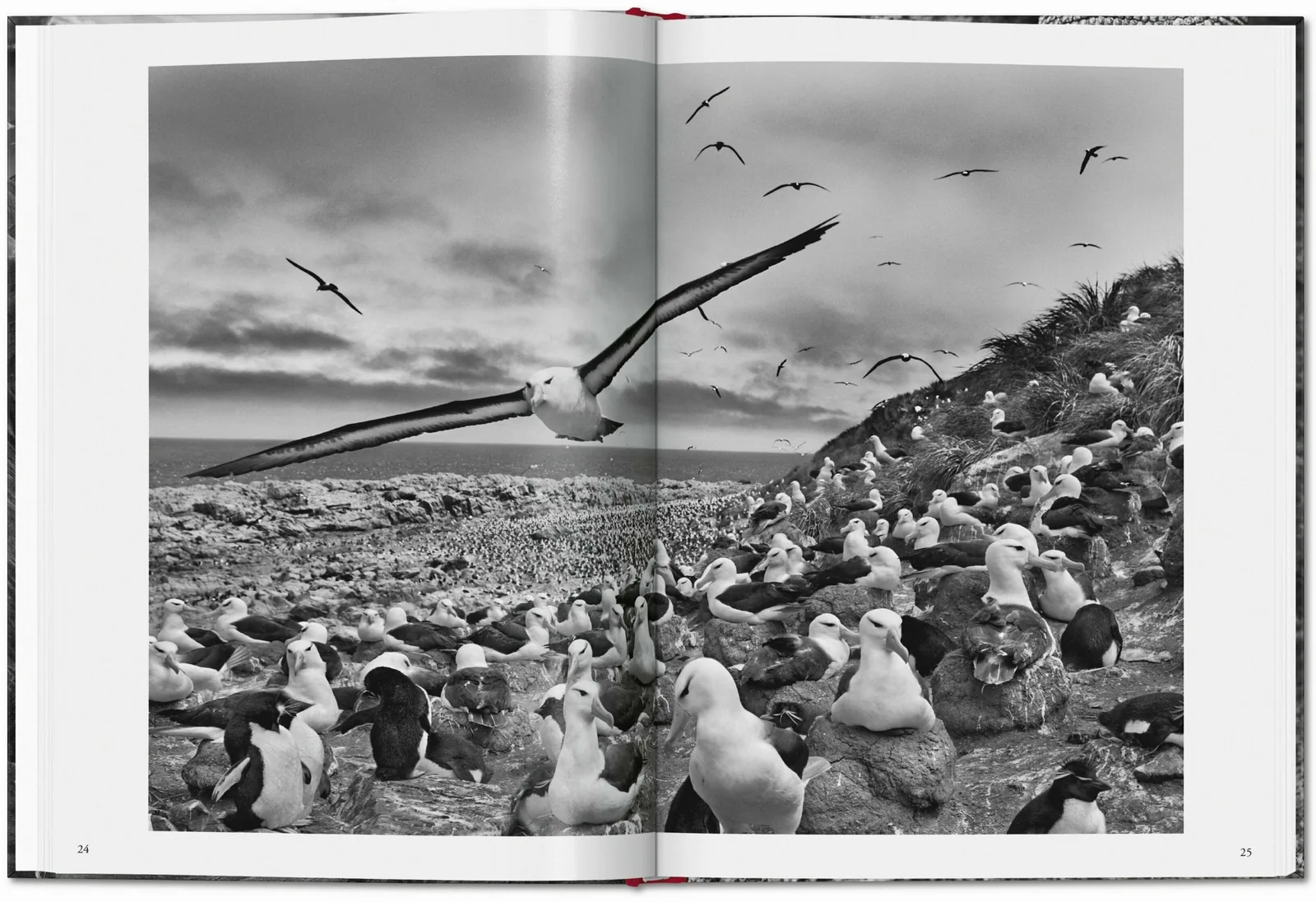 Sebastião Salgado